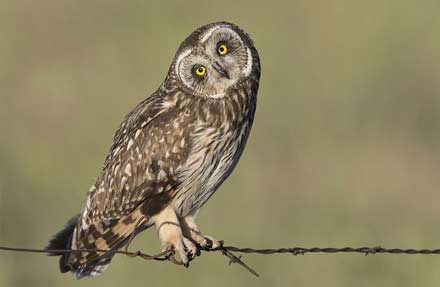 Short-eared Owl