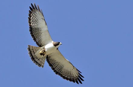 Short-tailed Hawk
