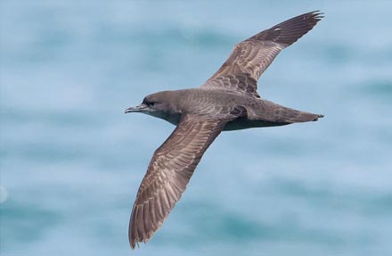 Short-tailed Shearwater