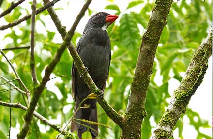 Slate-colored Grosbeak 