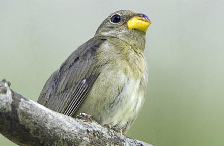 Slate-colored Seedeater 