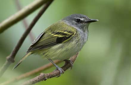 Slate-headed Tody-Flycatcher 