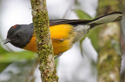 Slate-throated Redstart 