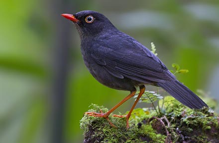 Slaty-backed Nightingale-Thrush