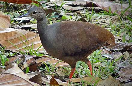 Slaty-breasted Tinamou