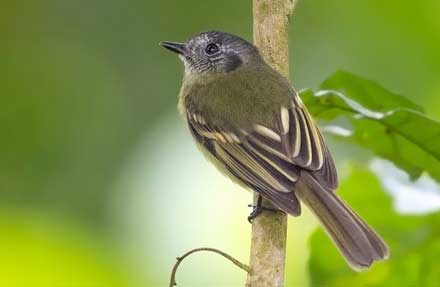 Slaty-capped Flycatcher 