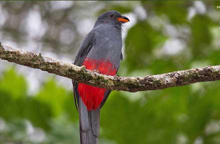 Slaty-tailed Trogon