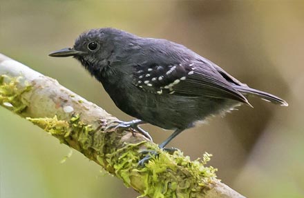 Slaty Antwren 
