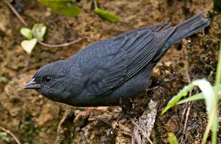 Slaty Finch