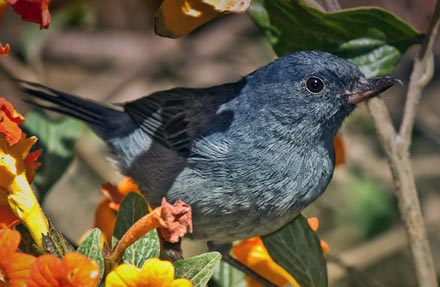 Slaty Flowerpiercer