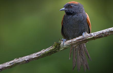 Slaty Spinetail 