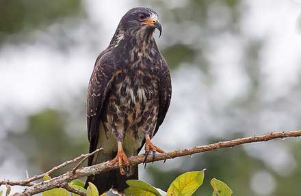 Snail Kite