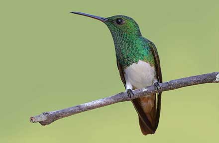 Snowy-bellied Hummingbird