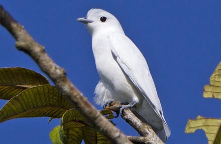 Snowy Cotinga 