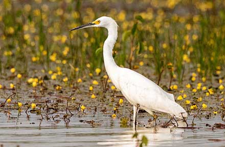 Snowy Egret