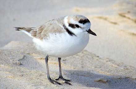 Snowy Plover