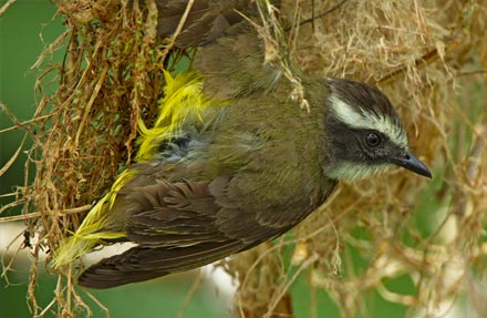 Social Flycatcher 