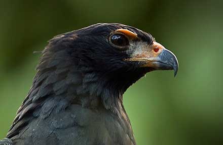 Solitary Eagle