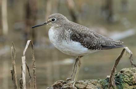 Solitary Sandpiper