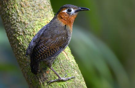 Song Wren 