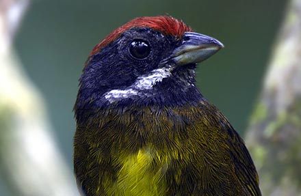 Sooty-faced Finch