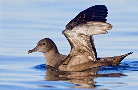 Sooty Shearwater