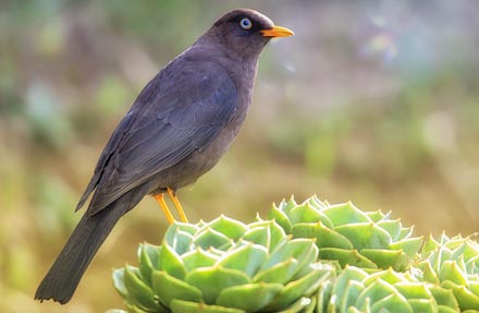 Sooty Thrush