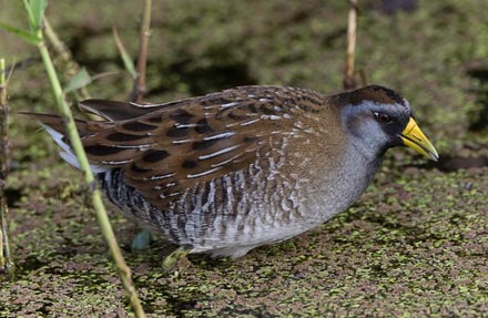 Sora