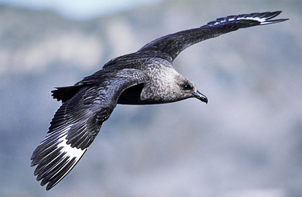 South Polar Skua