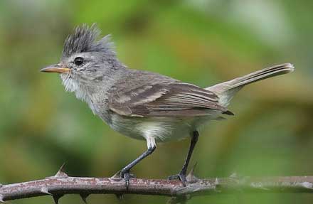 Southern Beardless-Tyrannulet 