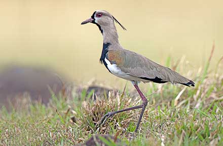 Southern Lapwing