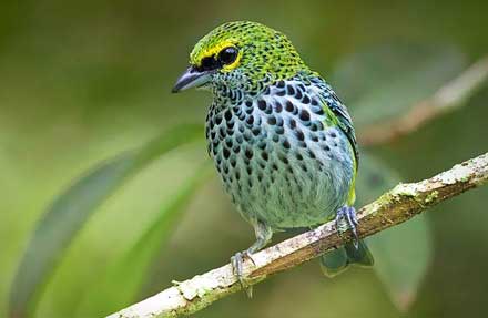 Speckled Tanager 