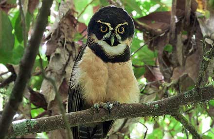 Spectacled Owl