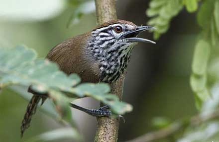Spot-breasted Wren 