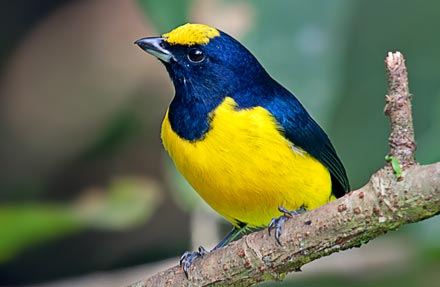 Spot-crowned Euphonia 