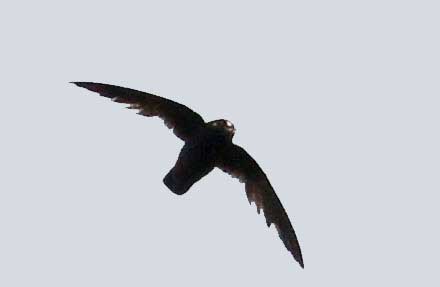 Spot-fronted Swift