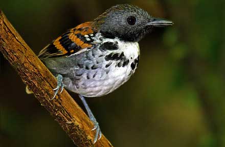 Spotted Antbird 