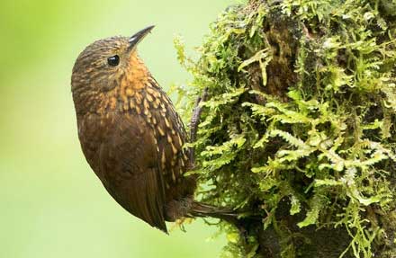 Spotted Barbtail 