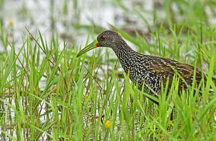 Spotted Rail