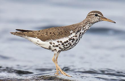 Spotted Sandpiper