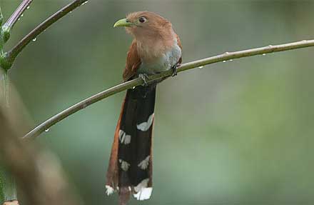 Squirrel Cuckoo