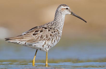 Stilt Sandpiper