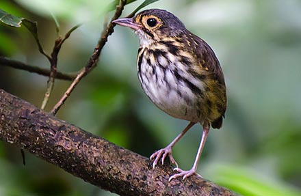 Streak-chested Antpitta 