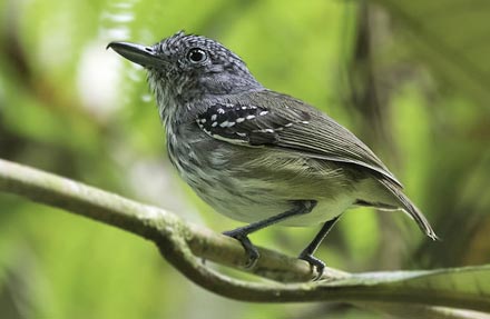 Streak-crowned Antvireo 