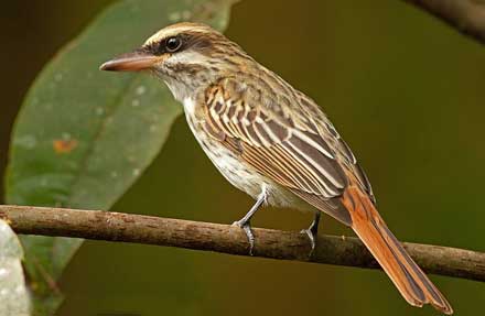 Streaked Flycatcher 
