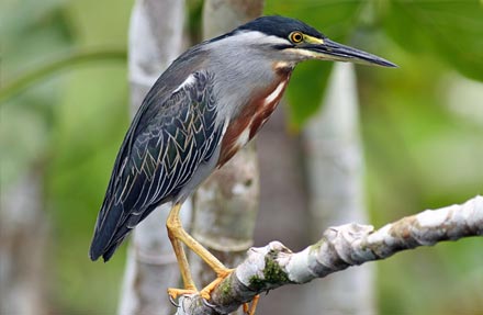 Striated Heron