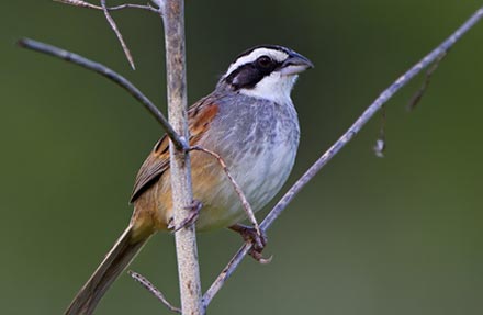 Stripe-headed Sparrow 