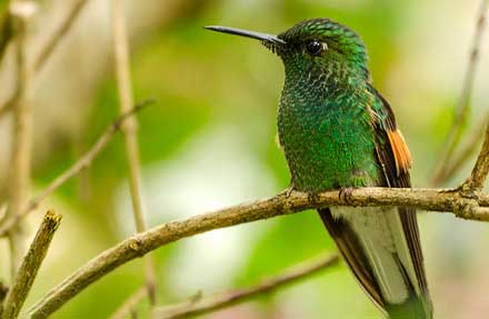 Stripe-tailed Hummingbird