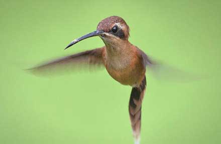 Stripe-throated Hermit