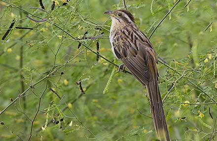 Striped Cuckoo